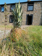 Thumbnail of photo from this article